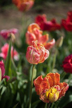 Wicked_Tulips-6696