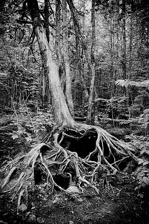 54AE_Roots_BW