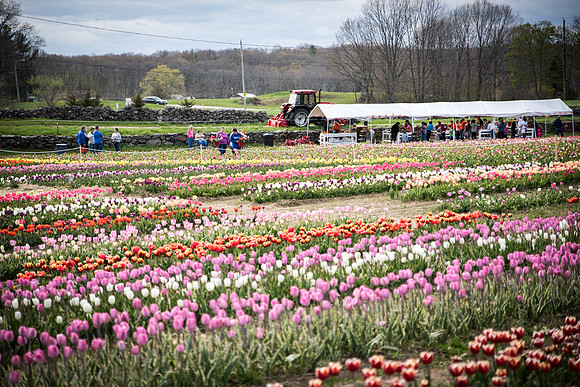 Wicked_Tulips-2693