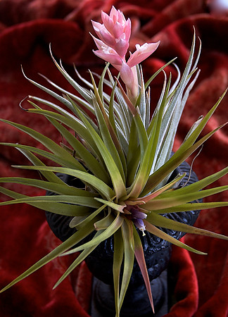 Tillandsia