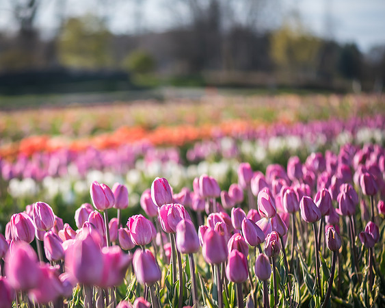 Wicked_Tulips-6976
