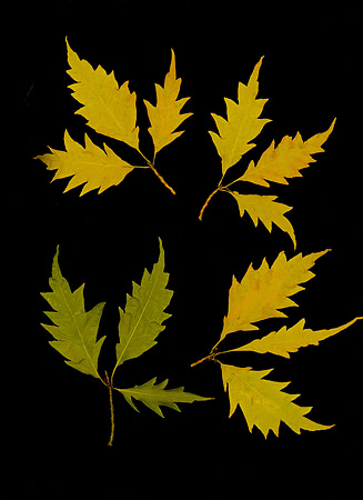 Beech trimmed stem
