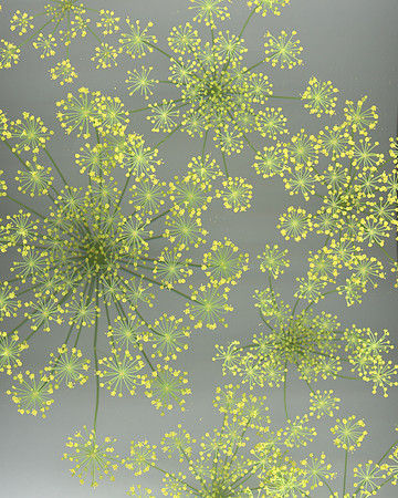 Scan Dill