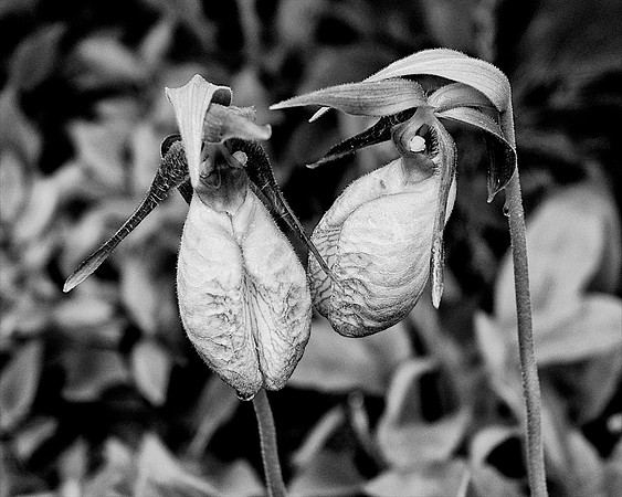 38AE_Ladyslipper_DSC_1420