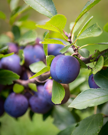 Plums_DSC_3301
