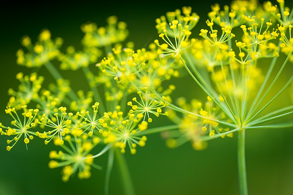 Dill_DSC_6674