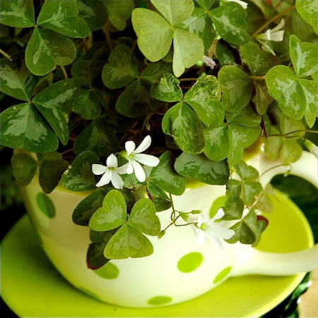 oxalis