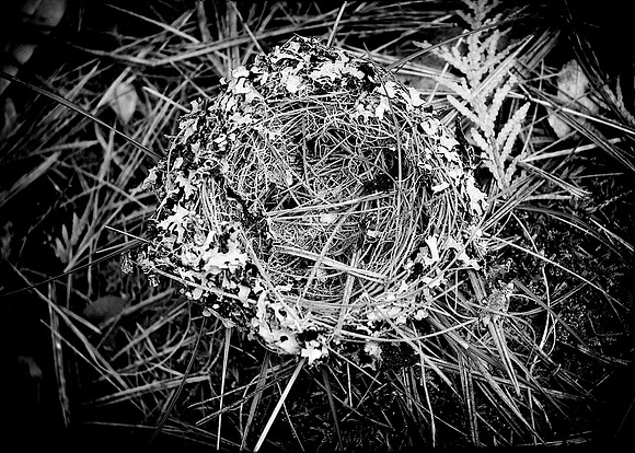 45AE_Nest_DSC_0223