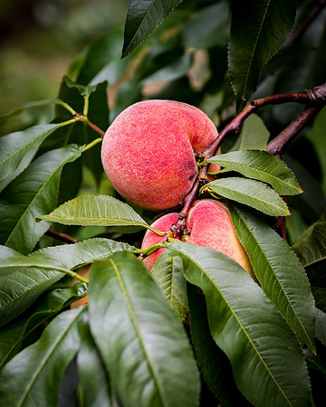 Peaches_DSC_3312