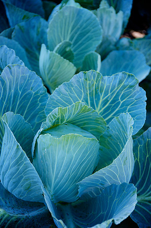 Cabbage_DSC_9951