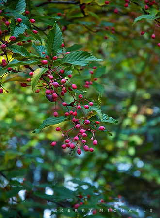 DSC_0390 - Version 2