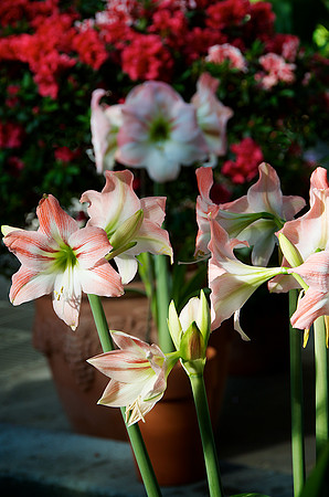 DSC_3041
