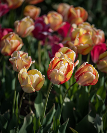 Wicked_Tulips-6890
